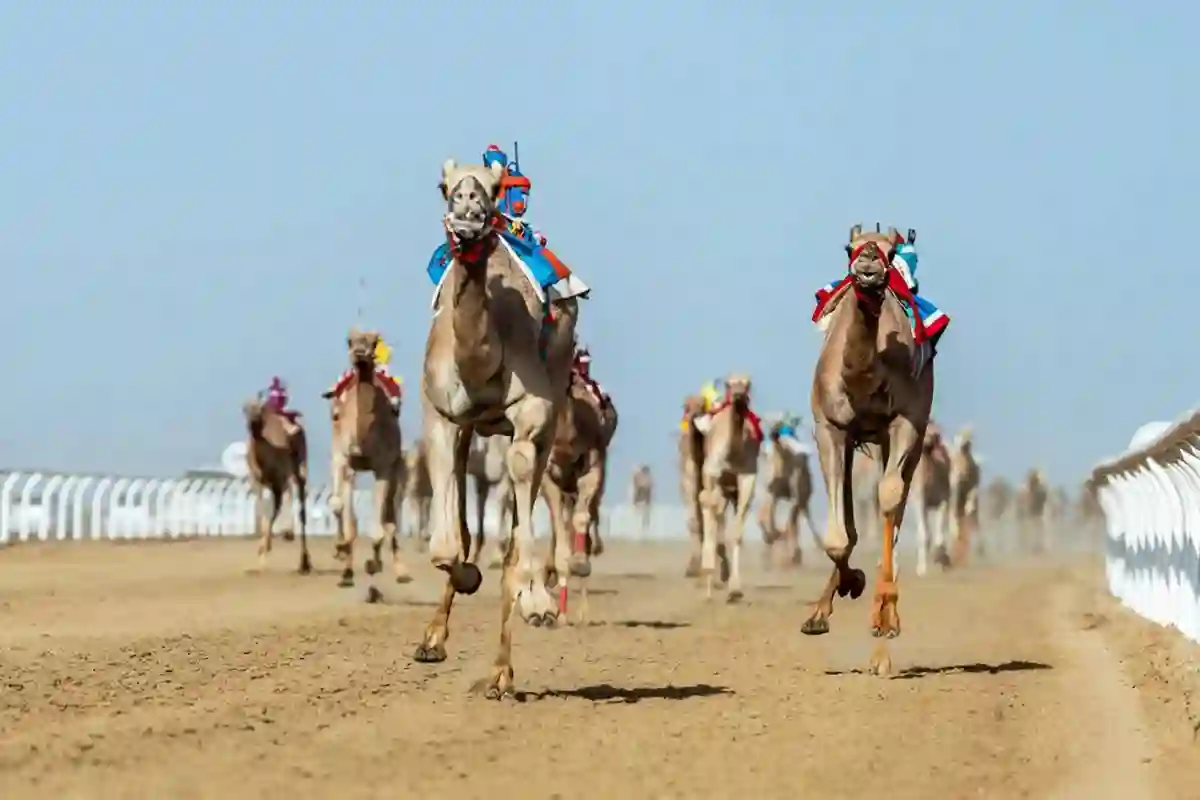 الهجن السعودية