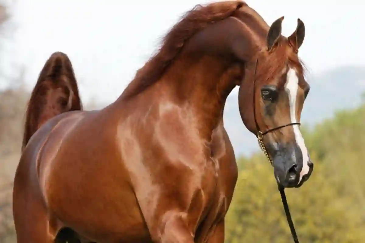 خيول عربية
