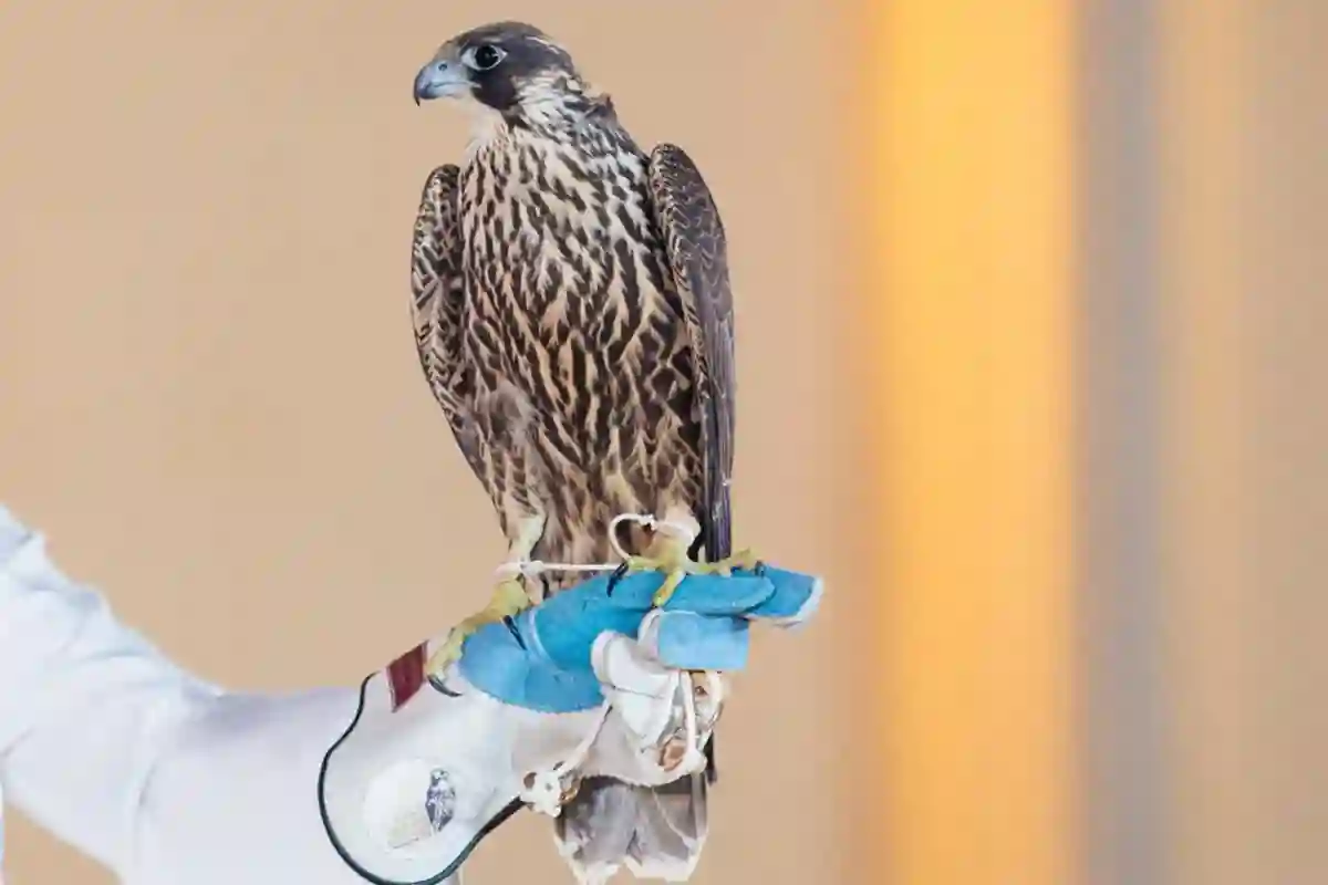 مزاد نادي الصقور