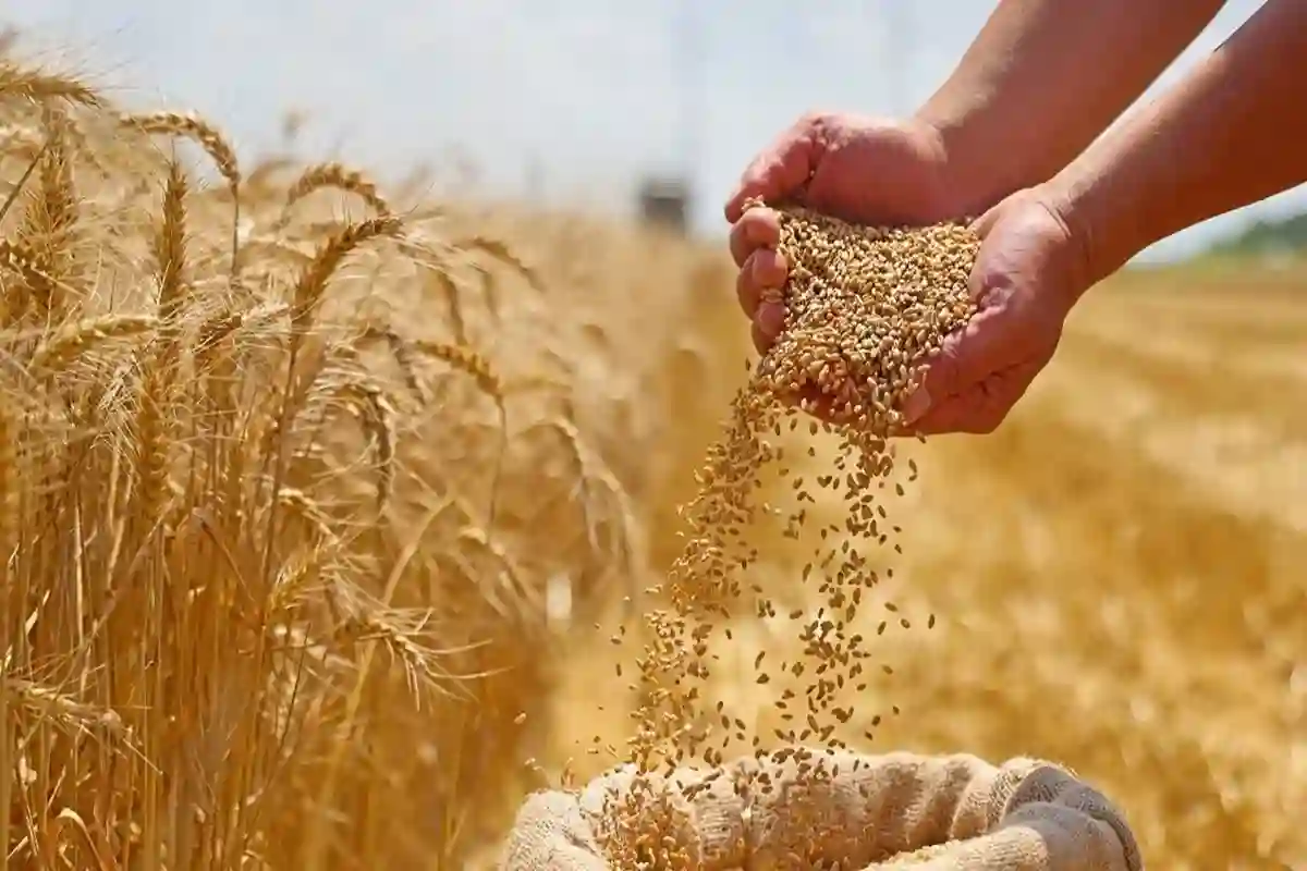مناقصة القمح