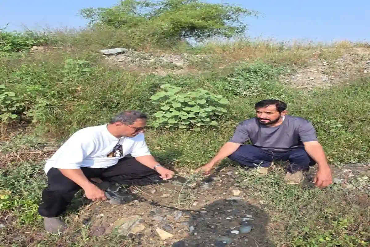  السدر