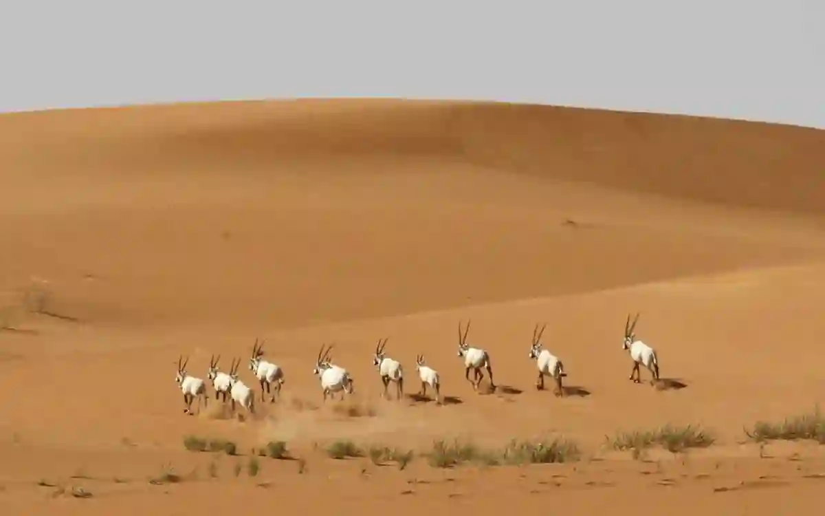 المحميات الخاصة