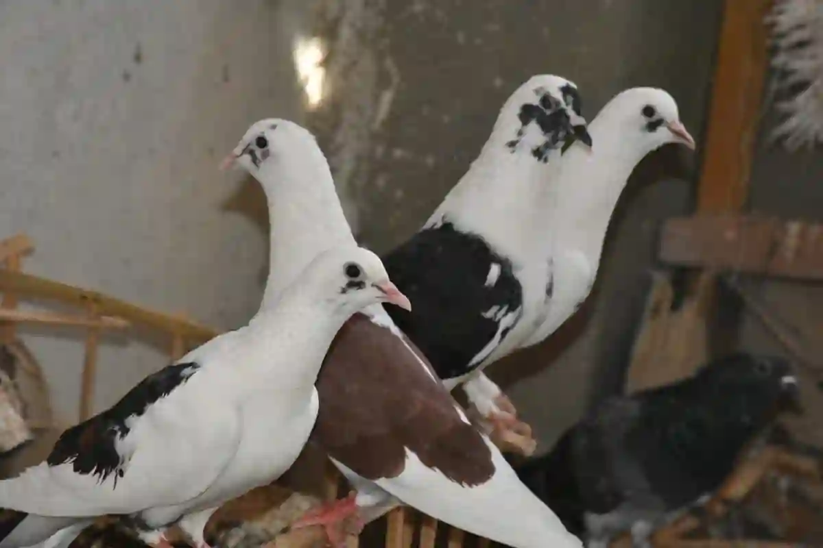 تربية وتسمين الحمام
