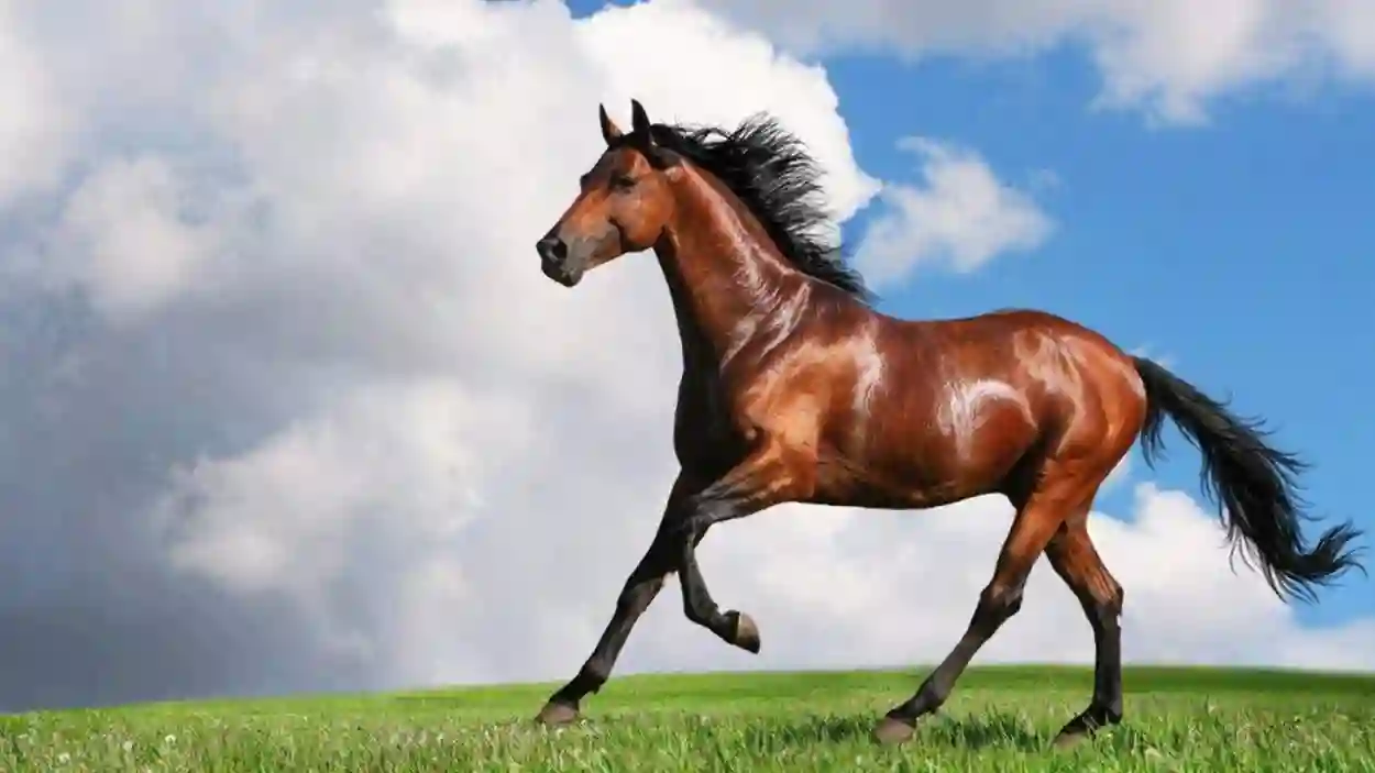 الخيول السعودية