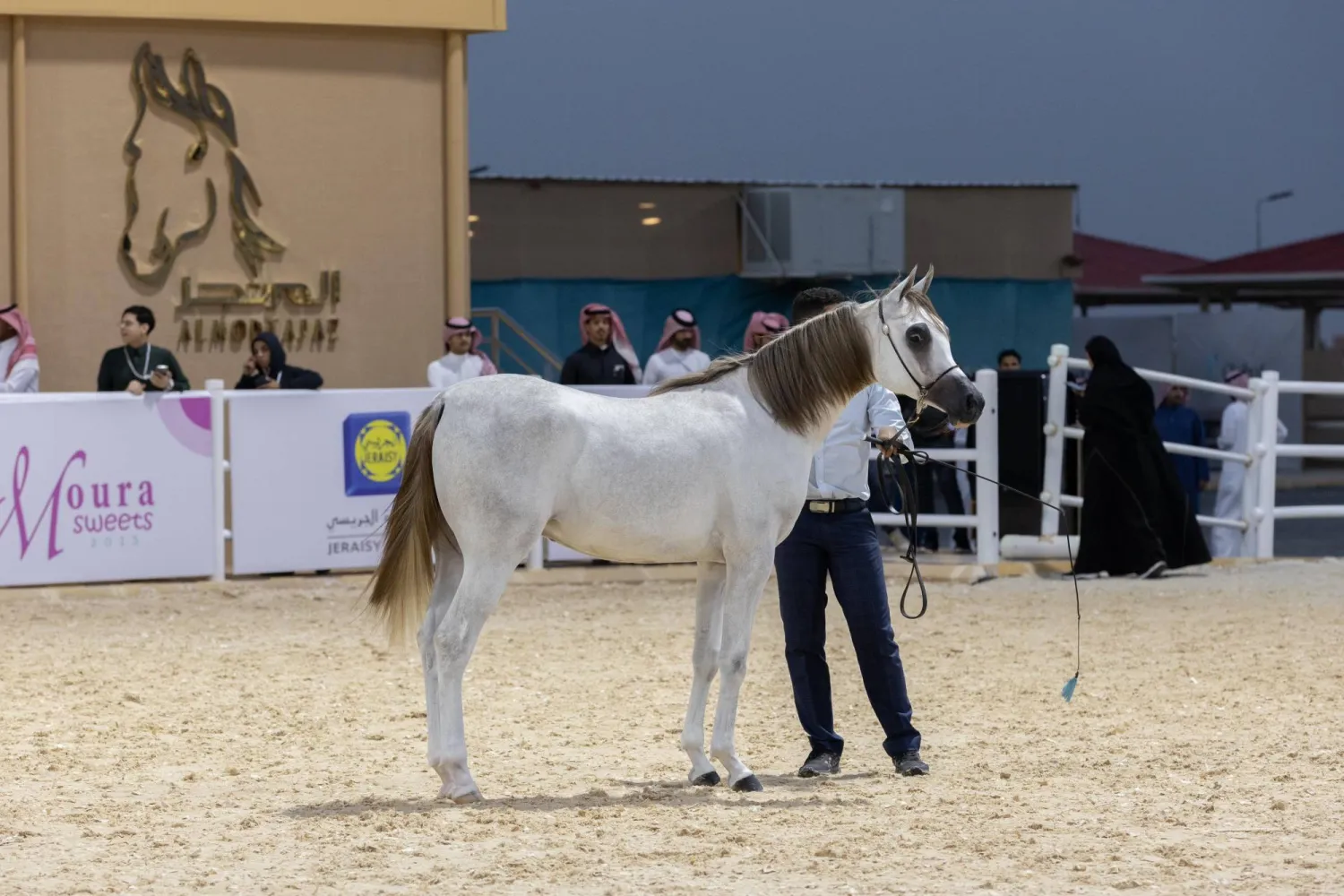 بطولة حائل الدولية لجمال الخيل العربية الأصيلة