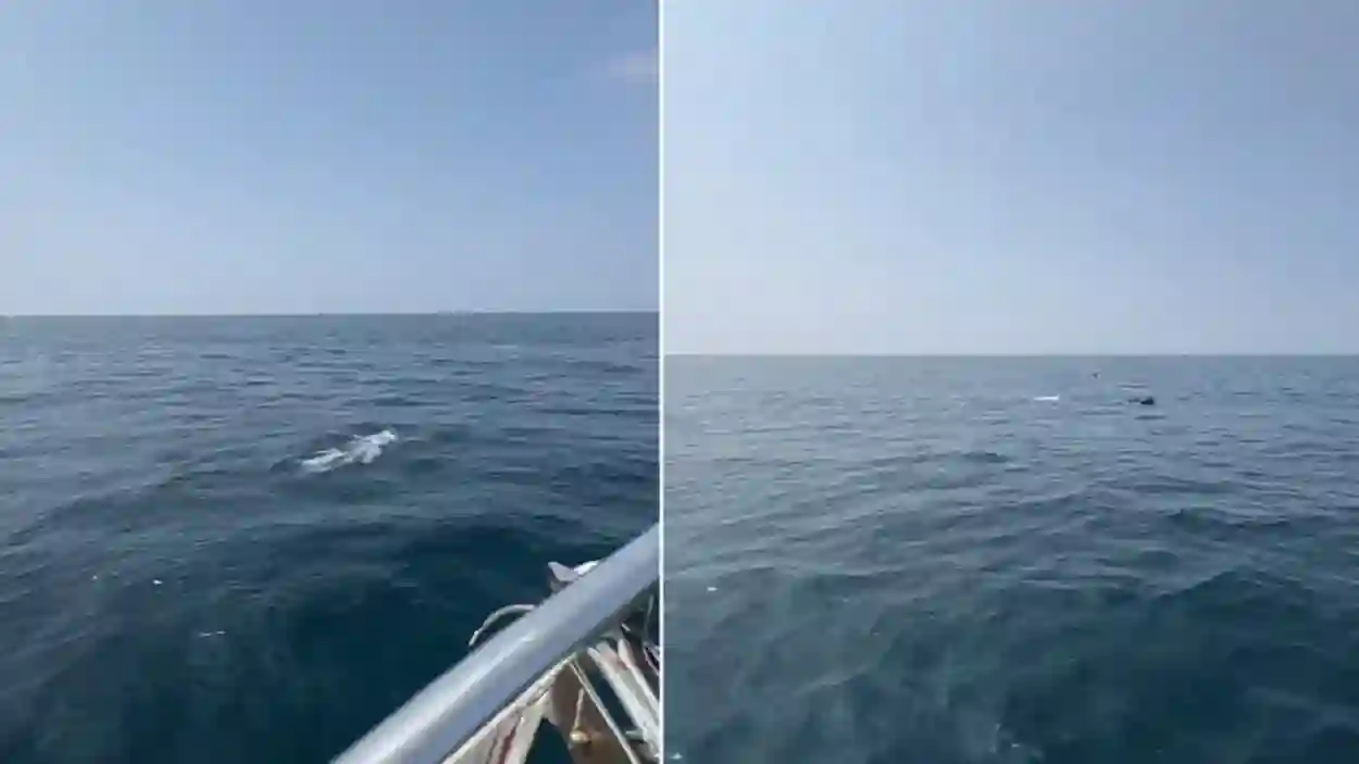 لقطة نادرة.. رصد دلافين تسبح بسرعة في مياه القحمة