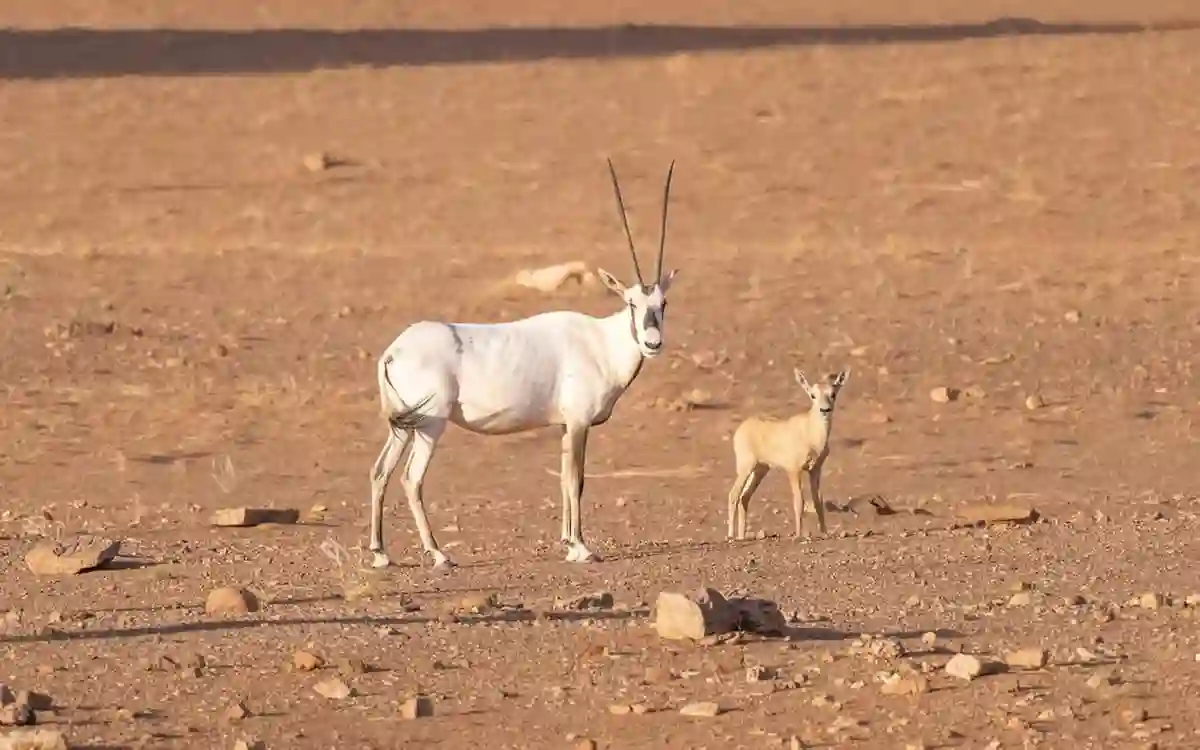 المحميات الطبيعية