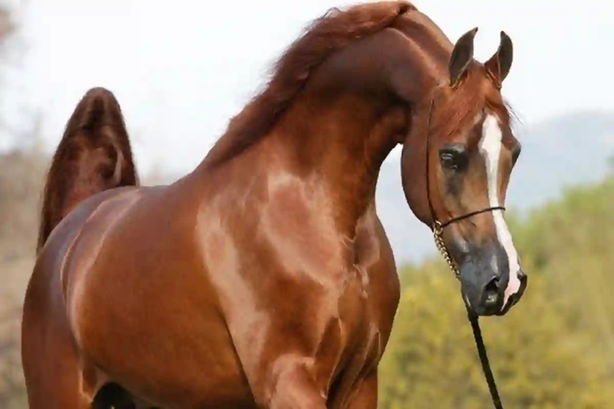 الخيل العربية