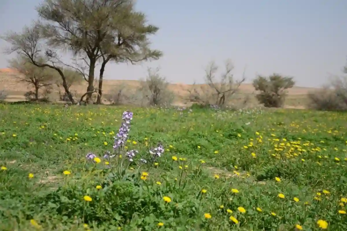 محمية الإمام تركي