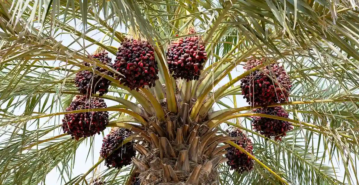 التمور