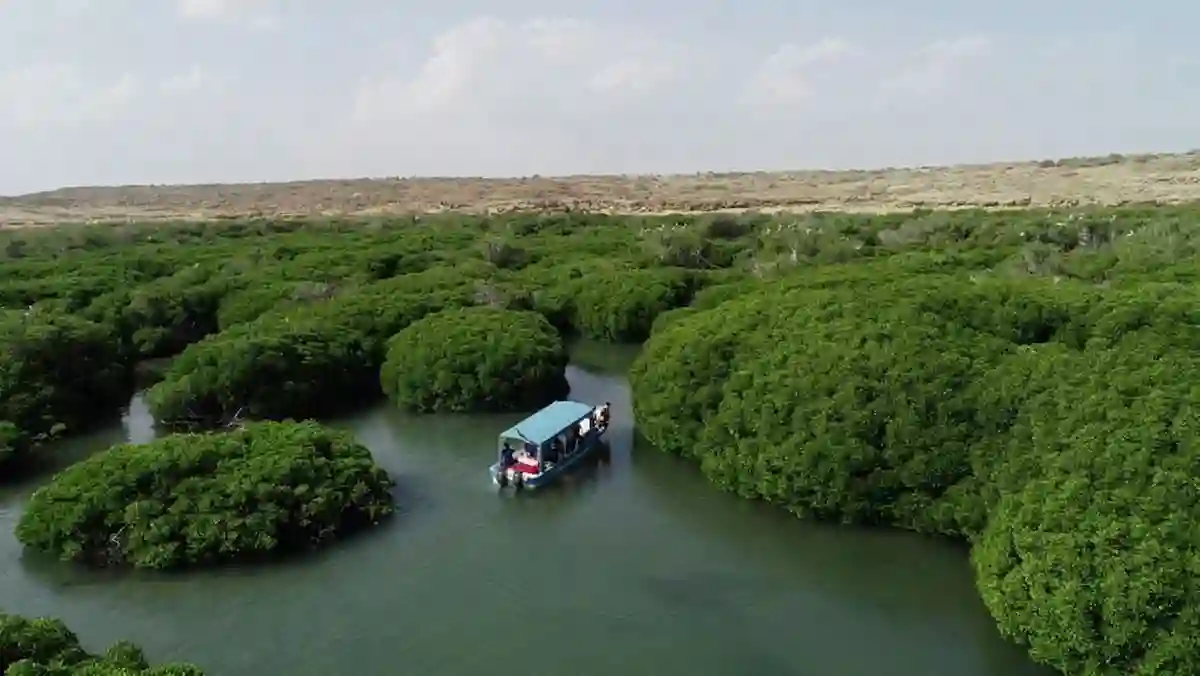 أشجار المانجروف