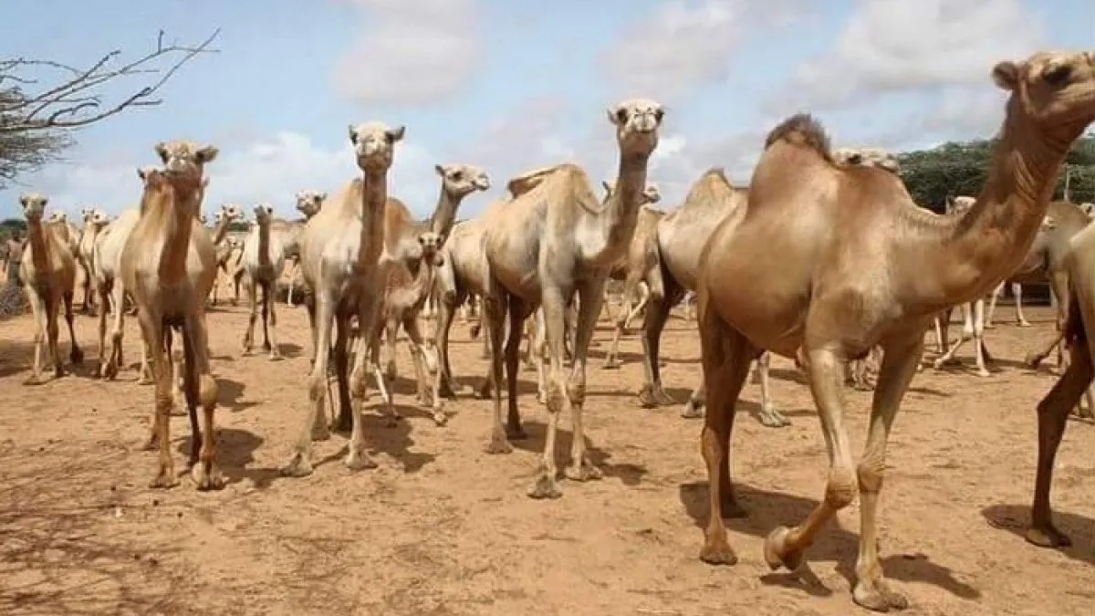 ضابط مشاريع بالصندوق الاجتماعي للتنمية: الإبل ثروة واعدة في اليمن مهملة رغم قيمتها الاقتصادية