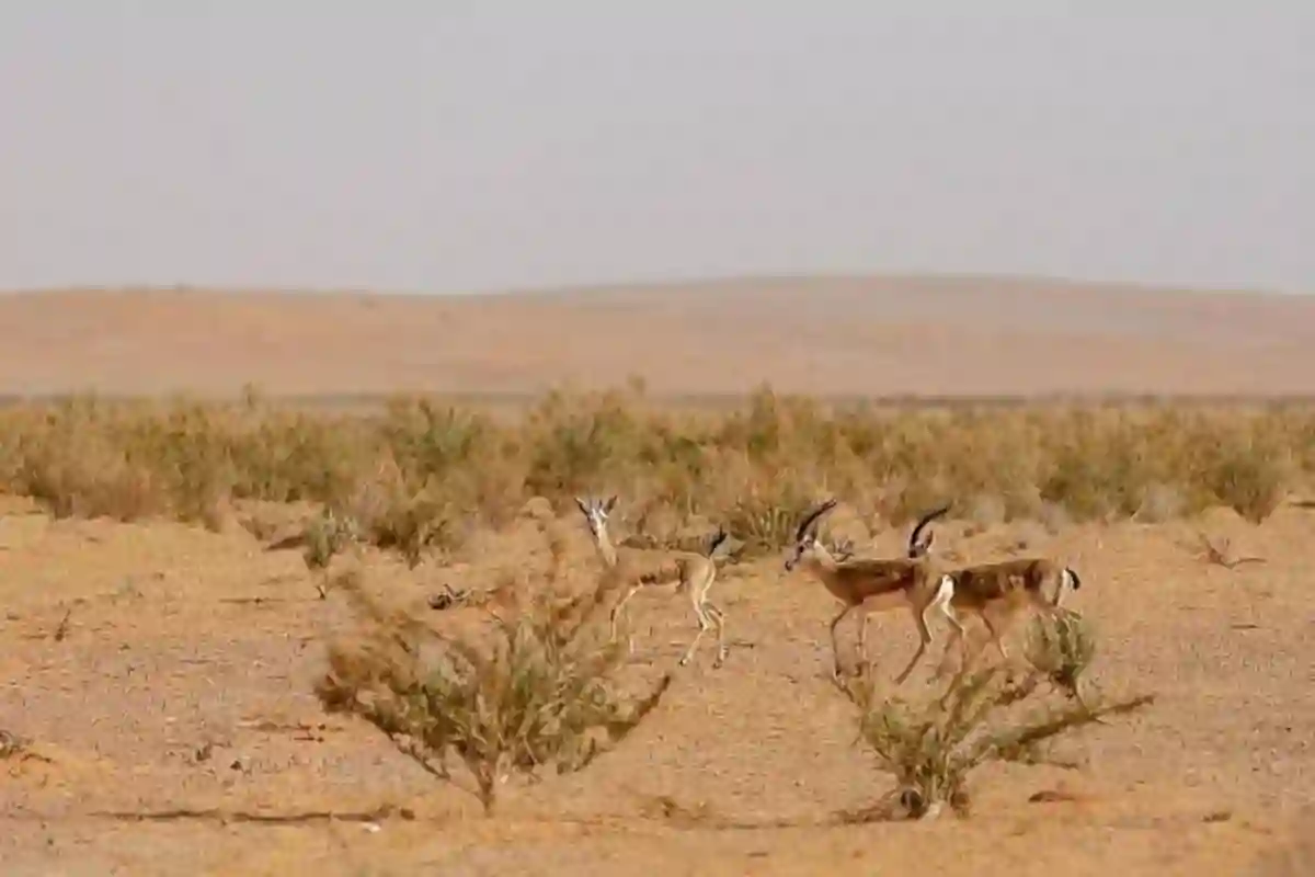 محمية الإمام فيصل