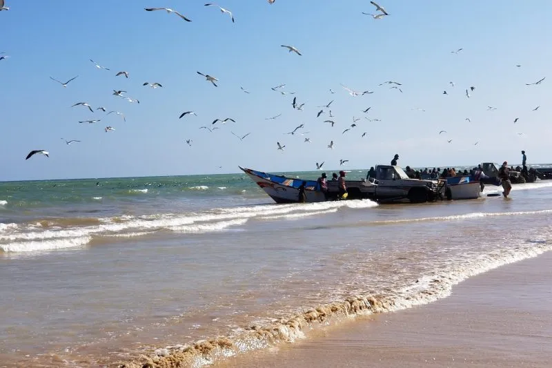 وثائق تكشف: مصنع طحن الأسماك في المهرة خارج القانون