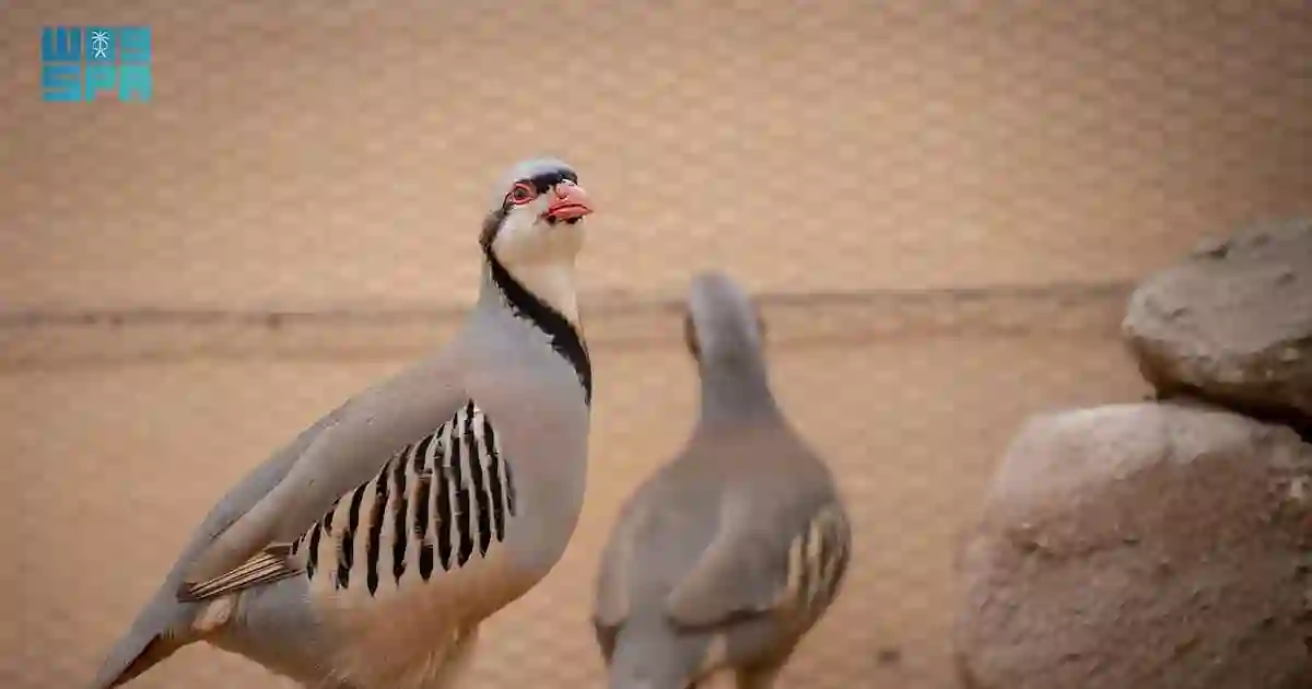 محمية شرعان